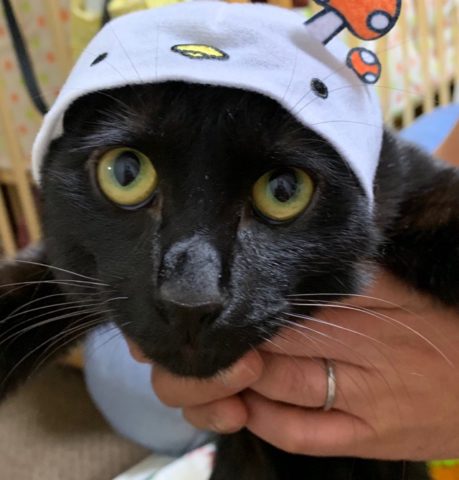 帽子をかぶる猫