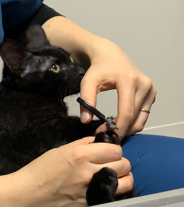 動物病院で猫ちゃんの爪切り
